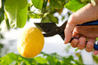 limone
