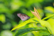 Tropical butterfly
