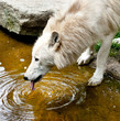wolf