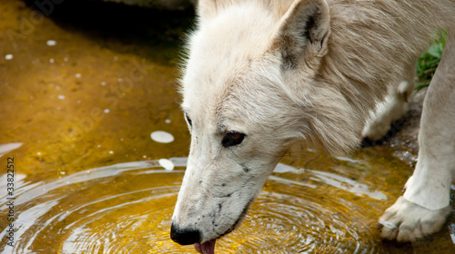 Foto: wolf wolf