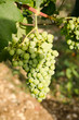 grappolo d'uva acerbo