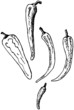 Chili pepper doodle Chili pepper doodle