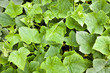 Cucumber leaves
