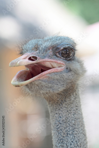 Photo: ostrich portrait in the farm, close up, background ostrich portrait in the farm, close up, background