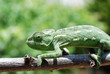 Chameleon on branch