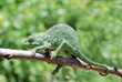 Chameleon on branch