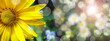 Summer banner with daisy  in green grass