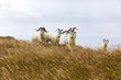 Kashmir goats, North Wales Kashmir goats, North Wales