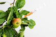 Foto: apfelzweig spritze apfelzweig spritze