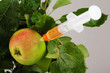 Foto: apfelzweig spritze apfelzweig spritze