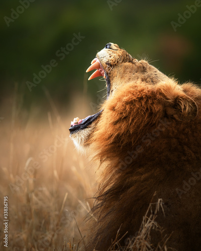 Photo: Lion displaying dangerous teeth Lion displaying dangerous teeth