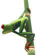 Curious Red eyed tree frog on bamboo isolated Curious Red eyed tree frog on bamboo isolated