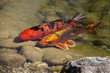 Koi