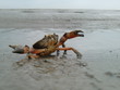 Strandkrabbe im Wattenmeer