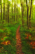the famous saturated Danish forest in springtime the famous saturated Danish forest in springtime