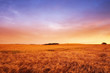 Sunset in the countryside in summer - lots of copyspace Sunset in the countryside in summer - lots of copyspace