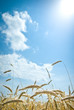 wheat