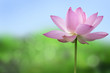 蓮の花