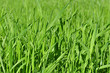 Gras