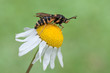 Bembecia ichneumoniformis