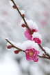 Foto: 紅梅に積もる雪 紅梅に積もる雪