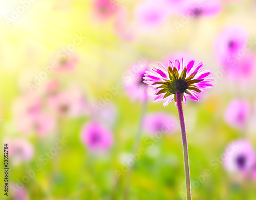 Photo: Pink flower field Pink flower field