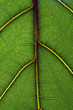 Detailed green leaf texture