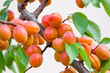 Apricots