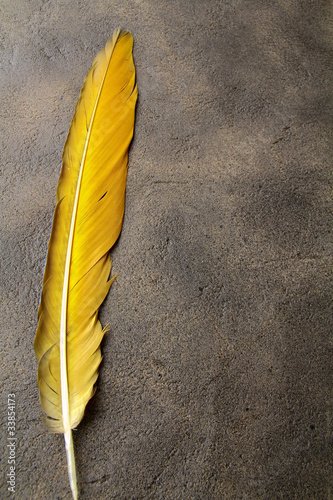 Foto: feather on a background of the empty space for the text feather on a background of the empty space for the text