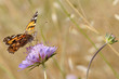 Papillon Belle Dame butinant une fleur de scabieuse Papillon Belle Dame butinant une fleur de scabieuse