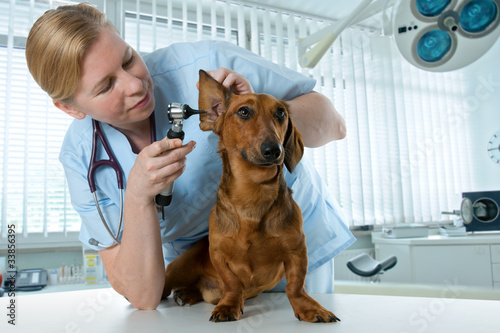 Photo: veterinarian doctor veterinarian doctor
