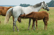 Foto: A mare and a foal A mare and a foal