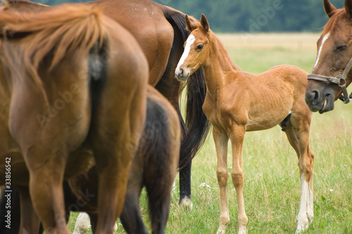 Foto: A foal A foal