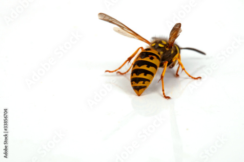 Foto: Wespe von hinten Wespe von hinten