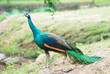 peacock