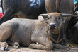 Buffalo lie down