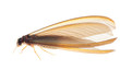 termite white ant termite white ant