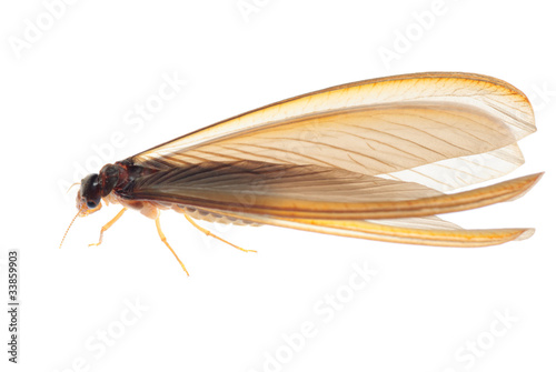 Photo: termite white ant termite white ant