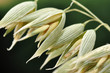 Oat