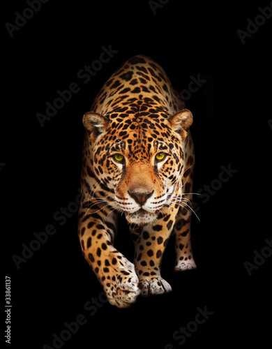 Foto: Jaguar in darkness - front view, isolated Jaguar in darkness - front view, isolated