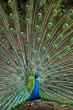 thai peacock