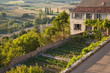 Jardin potager