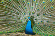 thai peacock