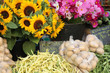 Au marché : Tournesols, Cosmos, Haricots beurre, écheleurs Au marché : Tournesols, Cosmos, Haricots beurre, écheleurs