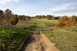 Autumn trees