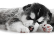 one Siberian husky puppy isolated
