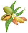Almonds. Branch with leaves and fruits.