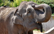 éléphant d'asie zoo