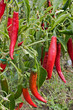 chili pepper