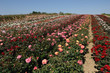 champ de rosiers